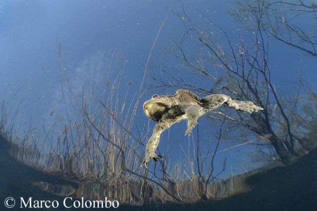 Bufo bufo, sott''acqua  bello